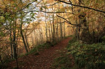 Humbie Woods Autumn 31-10-09