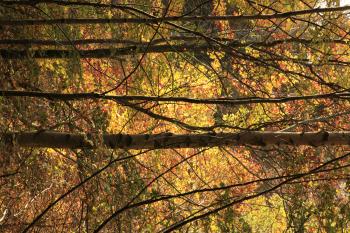 Humbie Woods Autumn 31-10-09