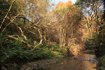 Humbie Woods Autumn 31-10-09