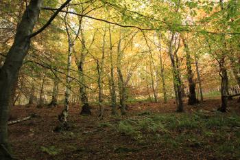 Humbie Woods Autumn 31-10-09