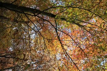 Humbie Woods Autumn 31-10-09