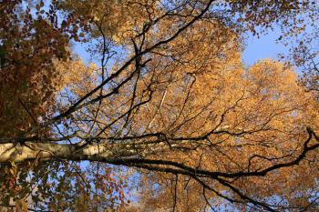 Humbie Woods Autumn 31-10-09