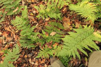 Humbie Woods Autumn 31-10-09