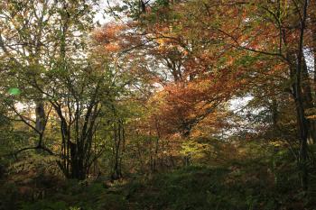 Humbie Woods Autumn 31-10-09