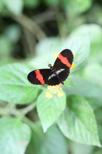 Dobbies Butterflies 31-07-07