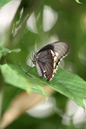 Dobbies Butterflies 31-07-07