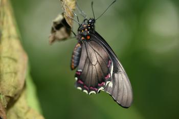 Dobbies Butterflies 31-07-07