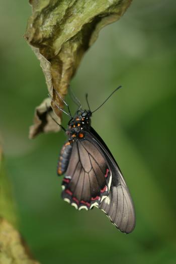 Dobbies Butterflies 31-07-07