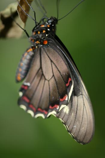 Dobbies Butterflies 31-07-07