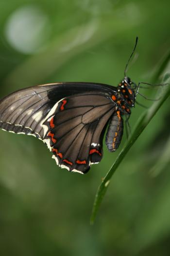 Dobbies Butterflies 31-07-07