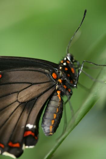 Dobbies Butterflies 31-07-07