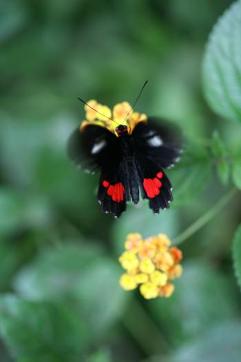 Dobbies Butterflies 31-07-07