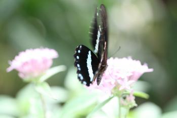 Dobbies Butterflies 31-07-07