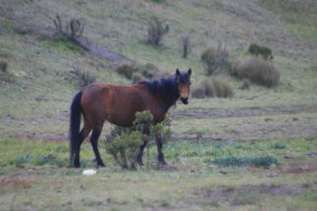 Ecuador, Peru, Bolivia 07