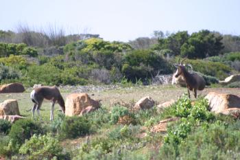 Cape Town 2004