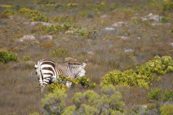 Cape Town 2004