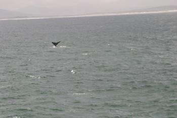 Cape Town 2004