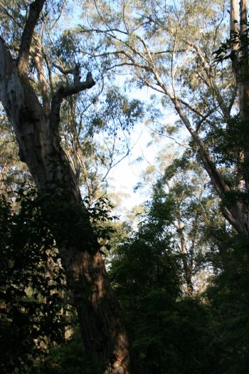 katoomba Blue Mountains