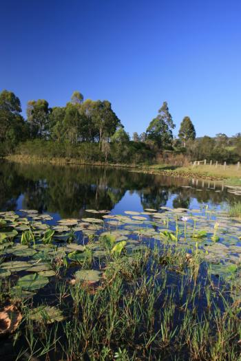 Riverwood Downs