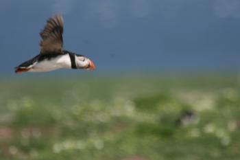 Farne Islands 05-05-07