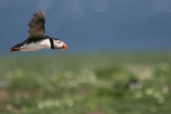 Farne Islands 05-05-07