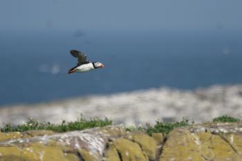 Farne Islands 05-05-07