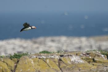 Farne Islands 05-05-07