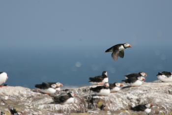 Farne Islands 05-05-07