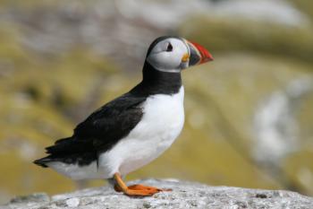 Farne Islands 05-05-07