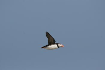 Farne Islands 05-05-07