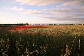 Whitecraigs Poppies