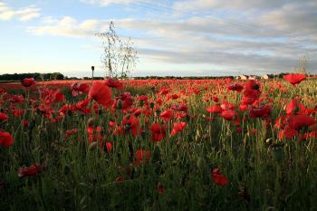 Whitecraigs Poppies