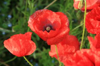 Whitecraigs Poppies