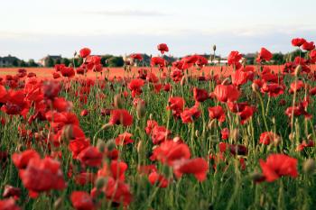 Whitecraigs Poppies