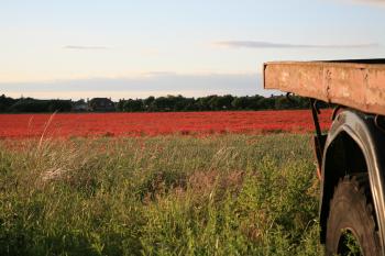 Whitecraigs Poppies