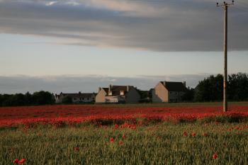 Whitecraigs Poppies