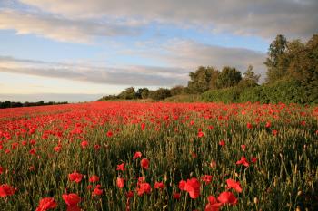 Whitecraigs Poppies