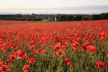 Whitecraigs Poppies