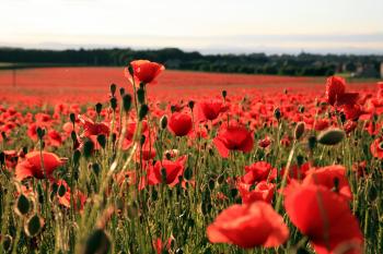 Whitecraigs Poppies