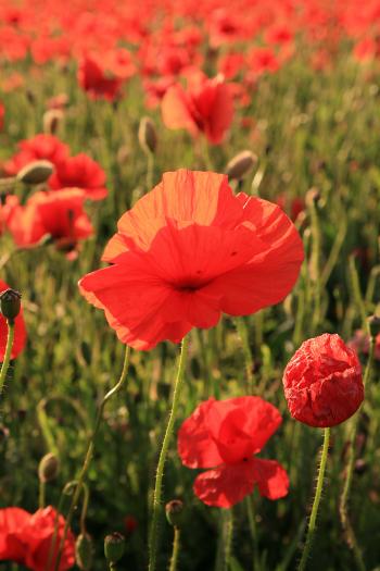 Whitecraigs Poppies