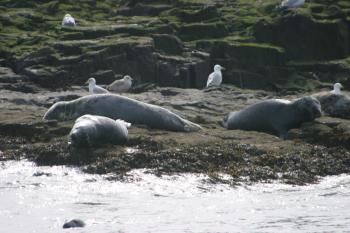 Farne Islands 06-05-06