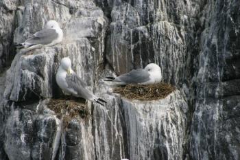 Farne Islands 06-05-06