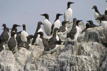 Farne Islands 06-05-06