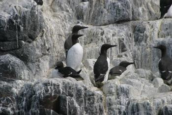 Farne Islands 06-05-06