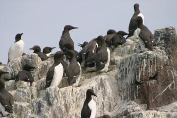 Farne Islands 06-05-06