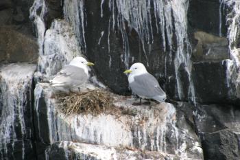 Farne Islands 06-05-06