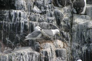 Farne Islands 06-05-06