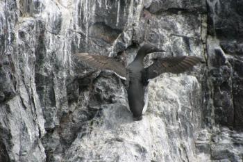 Farne Islands 06-05-06