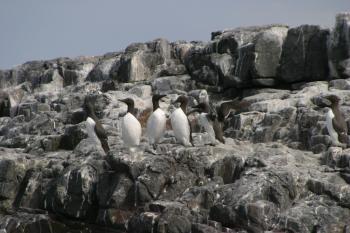 Farne Islands 06-05-06