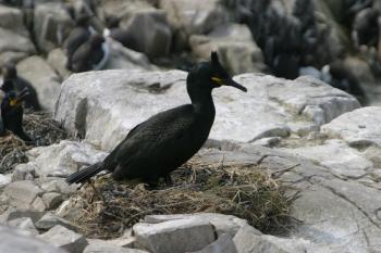 Farne Islands 06-05-06